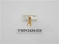 藏品(雙線苔蛾)的圖片